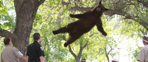 Dette bj�rnefallet er ett av �rets beste nyhetsbilder