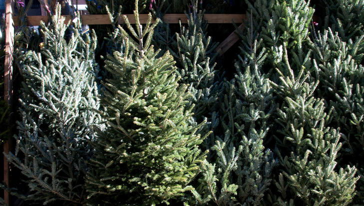 DU GR�NNE GLITRENDE: Klare meninger om riktig valg av juletre, samt hvordan du b�r behandle det.  Illustrasjonsfoto: thinkstockphotos