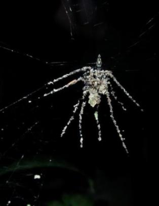 Lager kopier av seg selv for � lure truende rovdyr