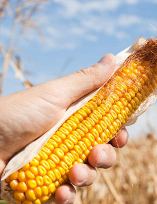 Underkjenner kreftforskning p� genmais