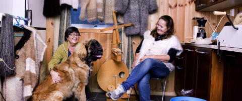 Hunden er den nye sauen