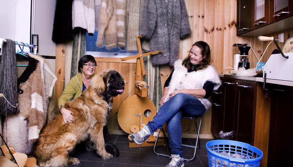Rokkemilj�: B�rste, vaske, kare, spinne, tvinne, kveile, vaske, strekke, n�ste, strikke. Margrethe Leines (t.h.) fra Re i Vestfold bruker 40 arbeidstimer fra bisk til ferdig plagg. Minka S�rlie (t.v.) vil gjerne lage sokker og vest av leonbergervalpen Kirke.