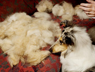 Ull er gull: - N�r jeg passer andres hunder, sikrer jeg meg alltid en dott, sier Karin. Perle snuser p� r�varene fra artsfrenden Frost.