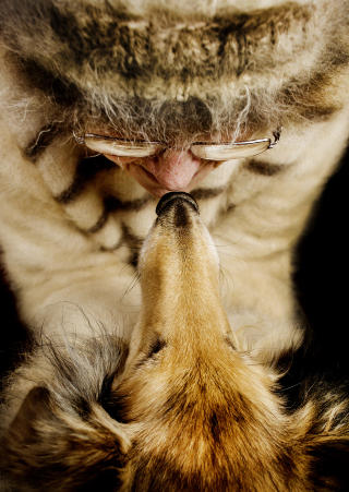 Dyrebar: Med en garderobe full av hundeull, kler Karin seg i kj�rlighet til sine firebeinte bestevenner.