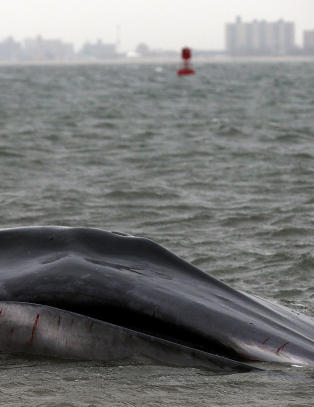 Kritisk for strandet kjempehval i New York