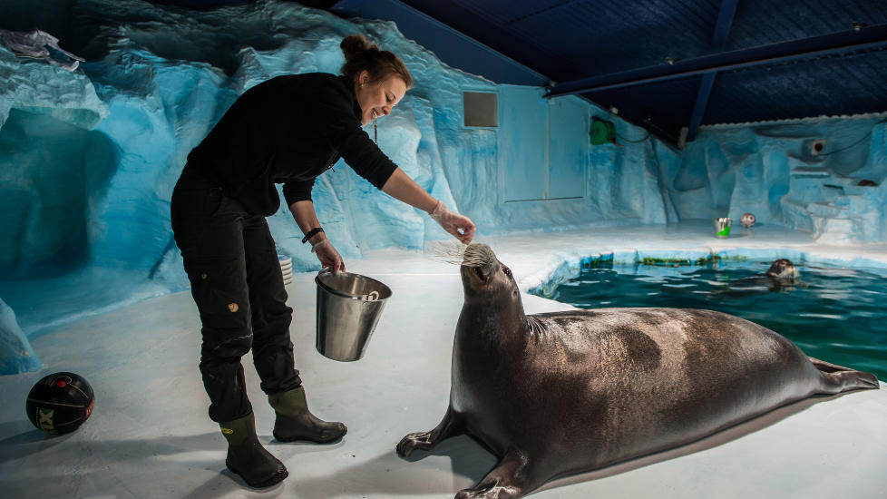 ATTRAKSJON: To ganger om dagen kan du oppleve mating og trening av selene i Polarias akvarium. Her er akvariets Anja Helene Alvestad og storkobben Mai San. Foto: ROGER BRENDHAGEN