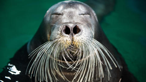 MAI SAN:  I beskrivelsen av Mai San st�r det at hun b�de er pliktoppfyllende og t�lmodig, men at hun lett blir forvirret under trening og derfor ofte kalles �Oisann�.Foto: ROGER BRENDHAGEN