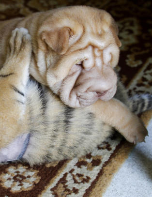 En forlatt tigerbaby fikk en uvanlig matmor
