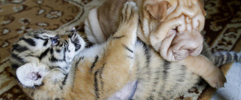 En forlatt tigerbaby fikk en uvanlig matmor