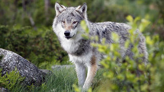 JUNI: P� Langedrag kan du oppleve ulv p� n�rt hold.  Foto: OLE C. H. THOMASSEN