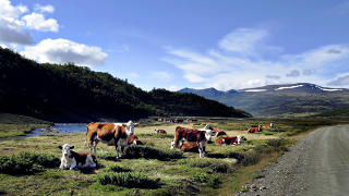 OKTOBER: Grimsdalsvegen g�r fra Folldal til Dovre i nordre delen av Rondane. Dette bildet er fra september mens det enn� er for for kveget. Foto: OLE C. H. THOMASSEN