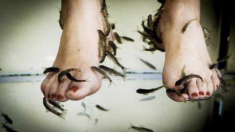 GARA RUFA: De sm� fiskene stammer fra Tyrkia, n�r Kangal, hvor folk oppdaget fiskenes egenskaper da de badet i elva. Foto: JOHN TERJE PEDERSEN