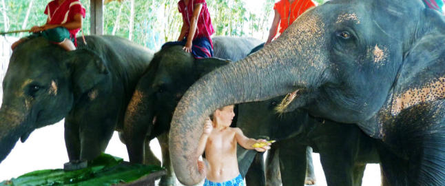 Her f�r Mattis (10) hele klysa i fjeset n�r elefanten nyser midt i matinga