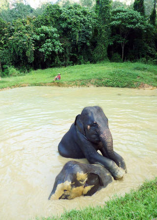 LEKEDYR: Ogs� velvoksne elefanter blir som lekne unger i vannet. � bade i s�ledammen er noe av det g�yeste elefantene kan tenke seg, og � dyppe kompisen er helt topp. Foto: EIVIND PEDERSEN