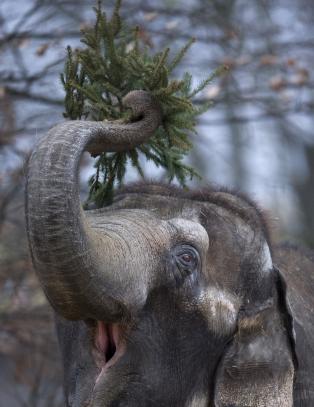 Endelig kom julaften til elefantene i Berlin
