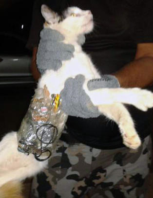 Katt �p�grepet� etter fors�k p� � smugle sagblader inn i fengsel