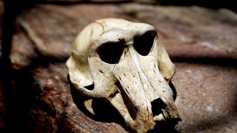 LIVETS GANG: S�nn kan det g� i et naturreservat. Foto: JOHN  T. PEDERSEN