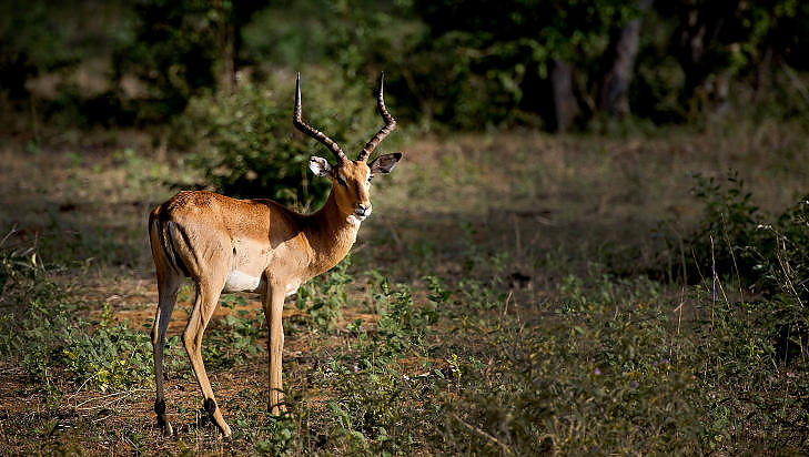 IMPALA: Frykter ikke fotografen i et naturreservat. Foto: JOHN  T. PEDERSEN