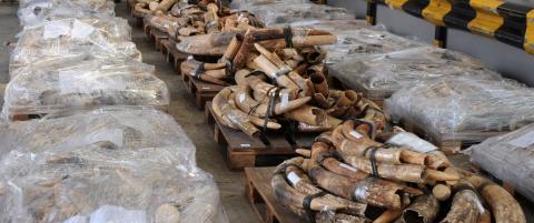 To tonn elfenbein beslaglagt i Kenya