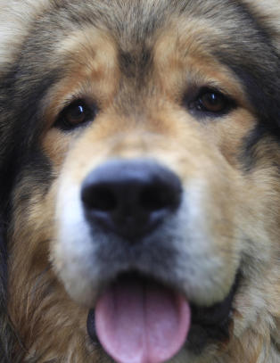 Hunden gikk av toget flere stasjoner før eieren