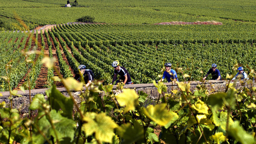 VINSYKKELTUR: I Bourgogne kan du v�re vinturist p� sykkel, trimme, smake og oppleve p� en gang. Foto: BIVB / MONNIER H.