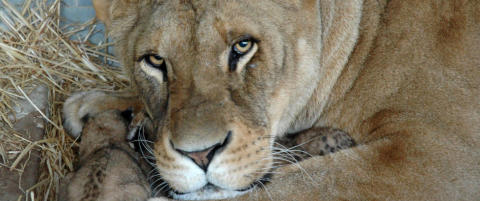 Dyrehage helt tom for mat om ett d�gn - dyra i fare for � sulte i hjel