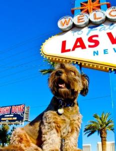 Kjendishunden Oscar p�kj�rt og drept