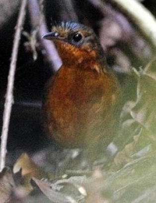 Forskerne hadde fri. Da fant de noe ingen har sett f�r