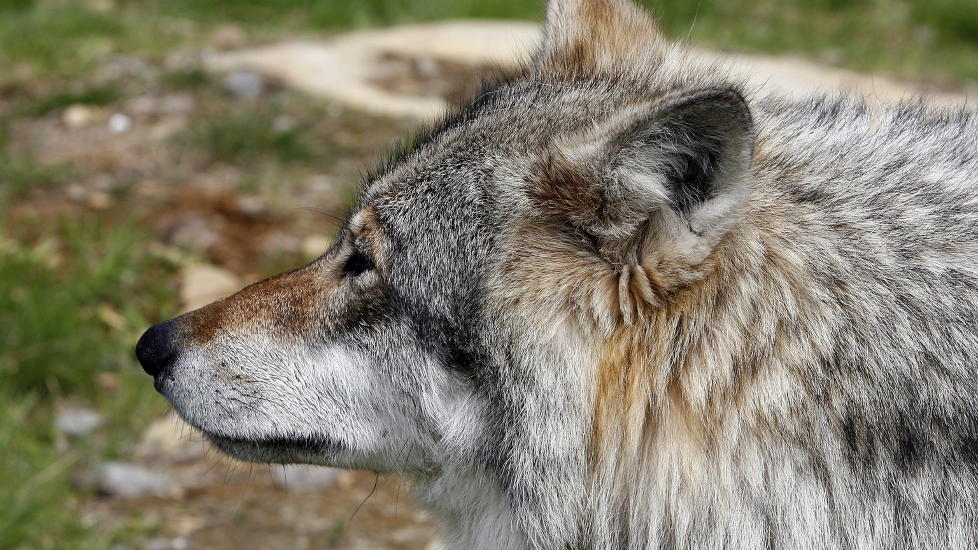 SULT: Blant de besynderlige novellene i Line Bergs �Skrottene�, er en om en kvinne som innleder et forhold til en ulv. Foto: Ole C. H. Thomassen/Dagbladet
