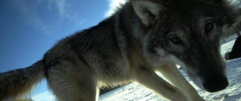 En kvinnelig turg�er har seg med en ulv