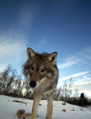 En kvinnelig turg�er har seg med en ulv