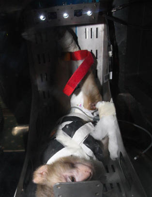 Iran sendte ape ut i verdensrommet