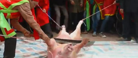 - Det er en barbarisk tradisjon, som inneb�rer mye smerte for grisen. Den blir jo sk�ret i to