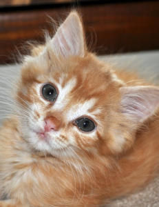 - Dette er dyrelivets st�rste trussel