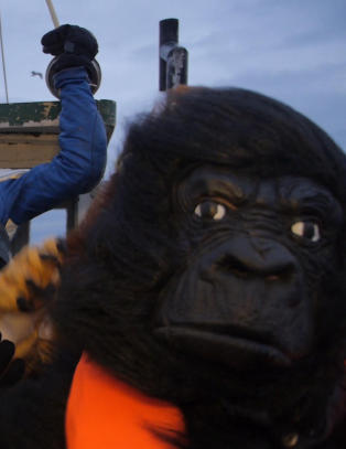 Etter innspillingen av denne musikkvideoen, havnet gorillaen på glattcelle