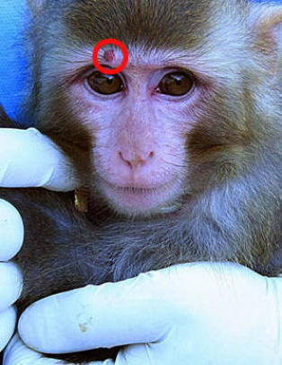 Israelsk romorganisasjon mener Iran bl�ffer om romapen