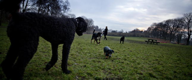 Forskere frykter at vinteren tar knekken p� gresset