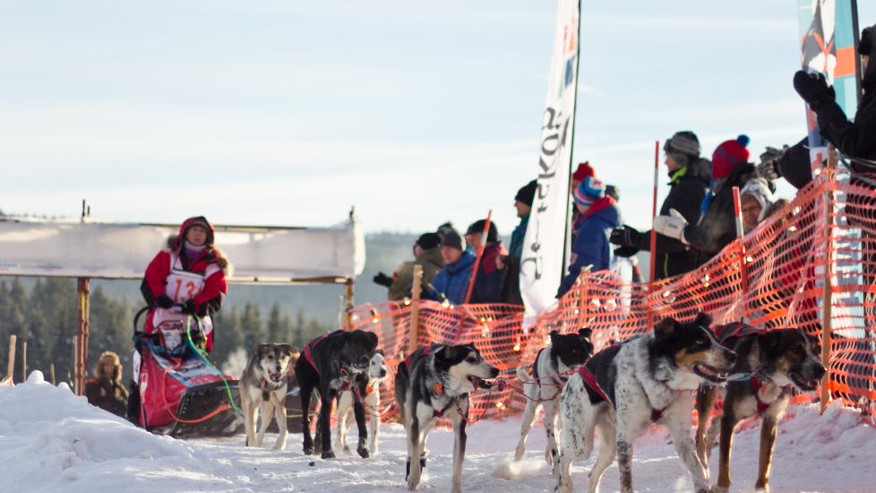  - TRAGISK:  Elisabeth Edland og spannet hennes kom i m�l p� R�ros 05.04 mandag morgen. Der ble hun utropt til vinner av F400-l�pet, n�rmest mot sin vilje. Hun vil helst dele seieren med nummer to, Ole Wingren. Foto: Hanne Nordskag / Femundsl�pet