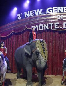 Mattilsynet vil tillate asiatisk elefant i sirkus