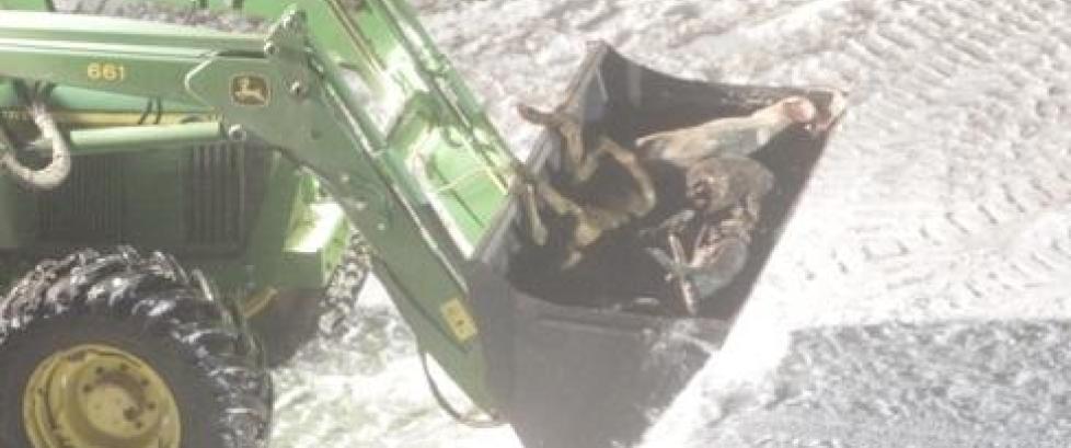 Her lemper de grisekadaver ut fra g�rden