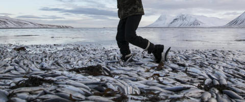 Mystisk silded�dsfall koster Island dyrt