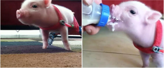 Lille Chris P Bacon ruller rundt i rullestol