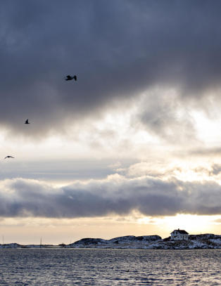 Mener �Halvbroren� burde v�rt filmet her, og det heter �fesk� - ikke �f�sk�