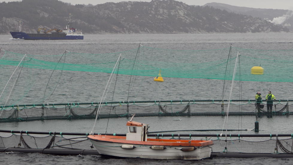 :H�Y D�DELIGHET  I slike merder i fjorden lever oppdrettsfisken. 20 prosent av fisken d�r f�r den n�r slakteriet. Her fra et anlegg i Hordaland, som sammen med Rogaland er det fylket med st�rst risiko for d�rlig dyrevelferd. Foto: Heiko Junge / Scanpix.