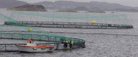 - Hadde det v�rt hvilke som helst andre dyr, hadde det v�rt kalt dyretragedie