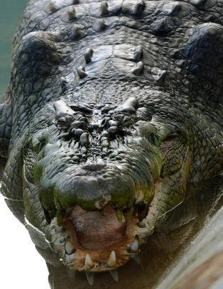 Verdens st�rste krokodille i fangenskap er d�d