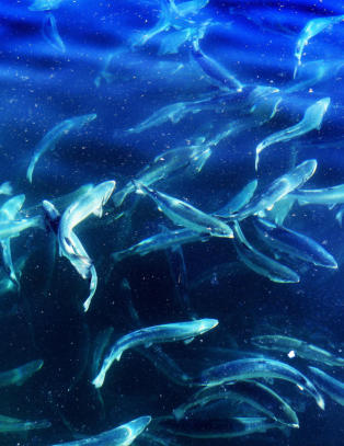 Laksebestanden trues