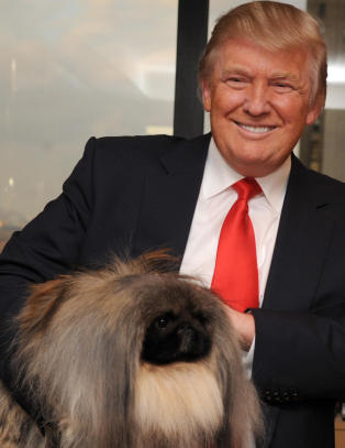 Donald Trump klarte � bevise at han ikke er s�nn av en orangutang