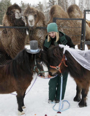 Her gifter Silver og Zorka seg med kameler som vitner