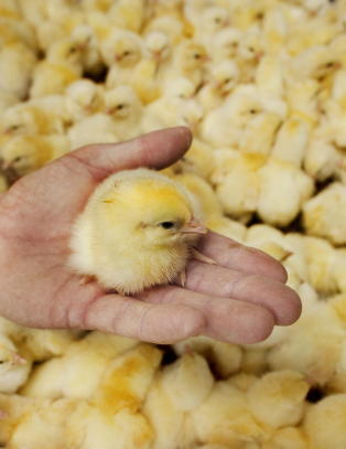 Mexico m� avlive en halv million kyllinger